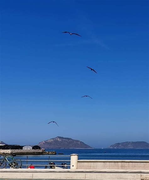 Día Mundial de las Aves Playeras Mazatlán Interactivo