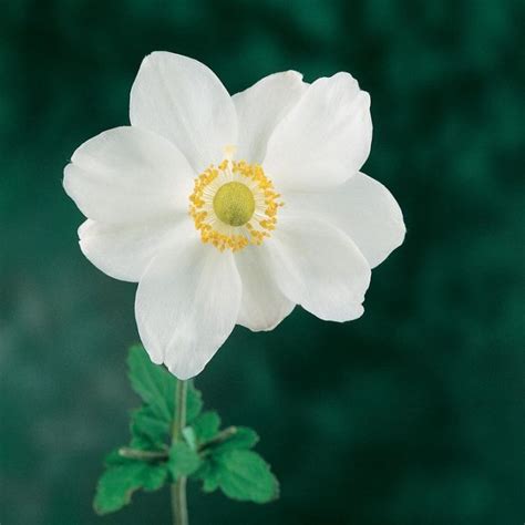 Single White Japanese Anemone