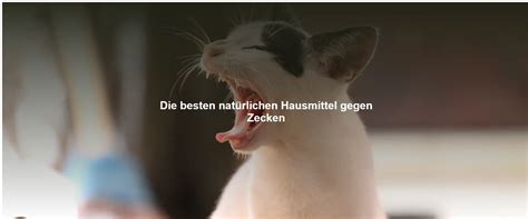 Hausmittel gegen Zecken bei Katzen Natürliche Wege zur Vorbeugung und