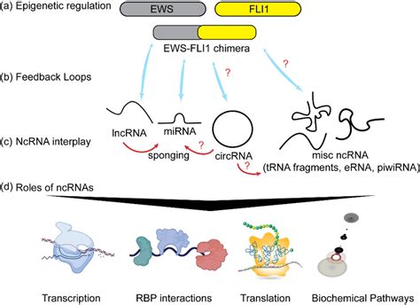 Noncoding Rnas And Es A A Chimeric Fusion Product Of Ews And Fli