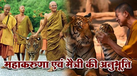 Monks And Tigers बाघ एवं बौद्ध भिक्षु Youtube