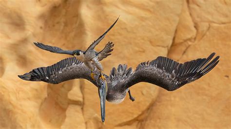 Bird Photographer Of The Year Bit Cora Almendr N