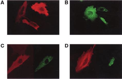 Akt Phosphorylates Nur77 In Vivo A 293 Cells Were Transfected