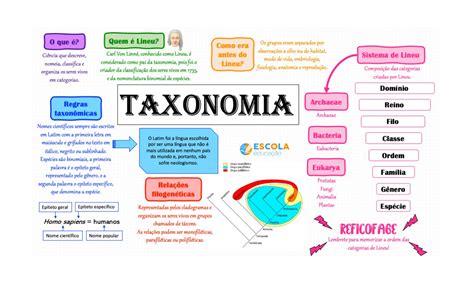 Mapa Mental Taxonomia Clasificacion Taxonomica Mapa Mental Mapas Images