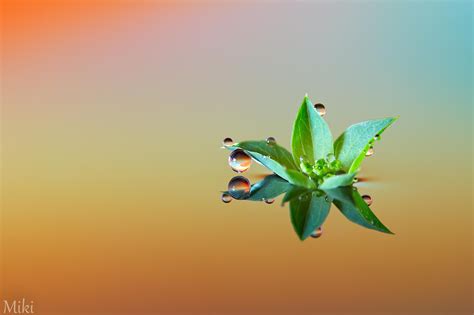 Photograph Peace And Quiet By Miki Asai On 500px Water Droplets Art