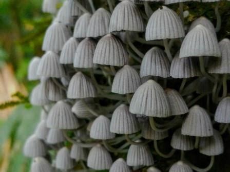 The Mushrooms and Fungi from the Rainforest - Shiripuno Amazon Lodge