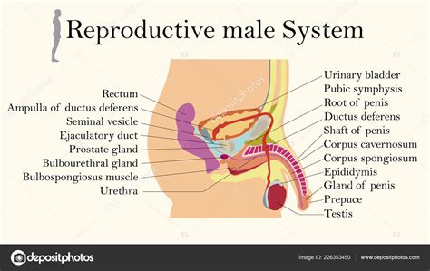 Diagramme D Ducation De La Biologie Pour Le Syst Me Reproducteur