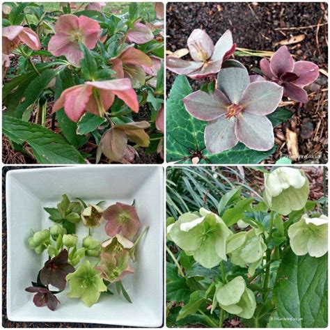 How To Grow Hellebores Container Gardening Plants Growing