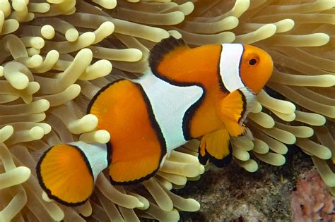 Orange Clownfishes ~ MarineBio Conservation Society