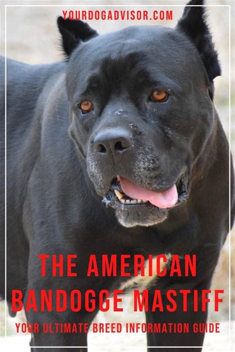 The American Bandogge Mastiff - Your Ultimate Breed Information Guide ...