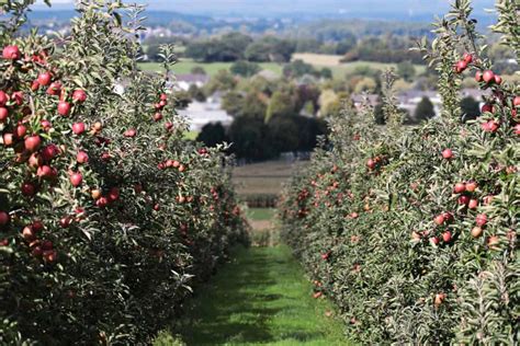 Guide Et Conseils Pour Mieux Choisir Les Arbres Fruitiers De Son Verger