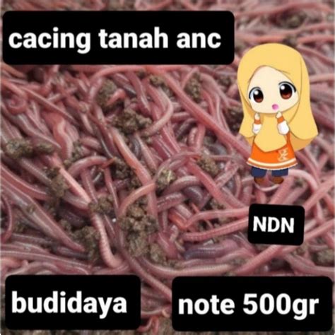 Jual Cacing Tanah Anc 500gr Pakan Ikan Dan Unggas Shopee Indonesia