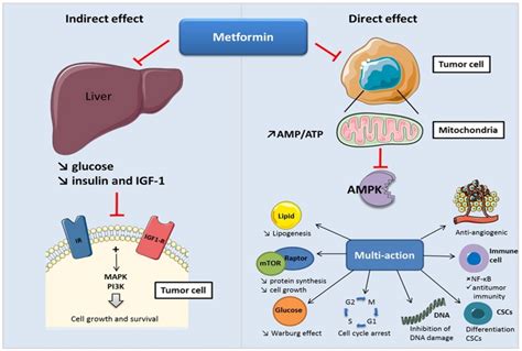 Metformin In Cancer Diabetes Research And Clinical Practice