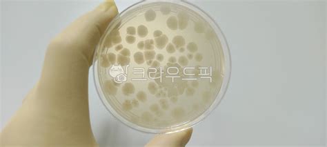 바실러스서브틸리스 바실러스 바실러스섭틸리스 bacillus 균성장 사진 이미지 일러스트 캘리그라피 Nymd2881작가