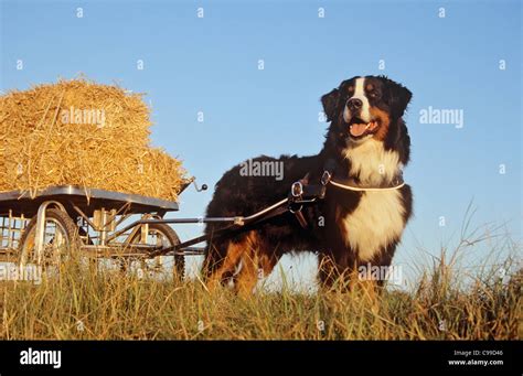 Bernese mountain dog pulling cart hi-res stock photography and images ...