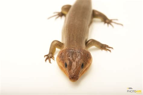 Photo Ark Home Broad Headed Skinks National Geographic Society