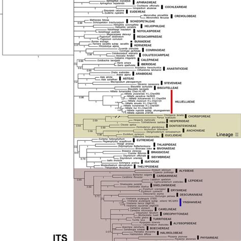 Phylogenetic Tree Resulting From Bayesian Analysis Of The Its Sequences