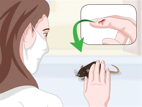 3 Ways To Deal With A Mouse That Bites Or Scratches Wikihow