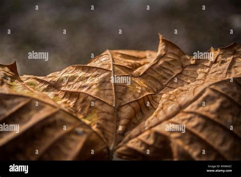 Sycamore tree leaves hi-res stock photography and images - Alamy