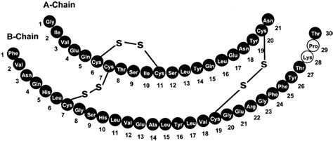 Insulin Structure