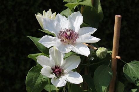 Evison Clematis Waldrebe Boulevard® Ninon Tm Luberade