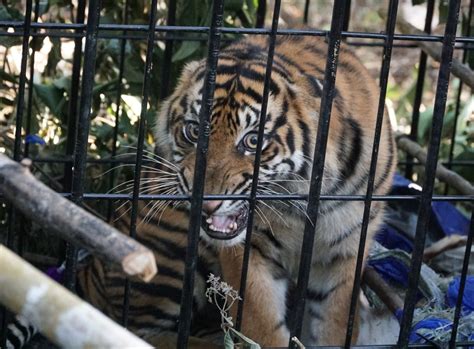 Berburu Momen Evakuasi Harimau Inyiak Di Perbukitan Solok Kompas Id