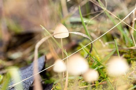 Champignons Les Plantes Champignon Photo Gratuite Sur Pixabay Pixabay