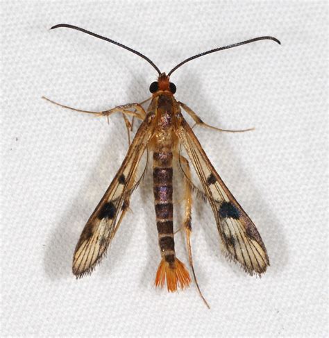 Maple Callus Borer Moth Species Synanthedon Acerni Common Flickr