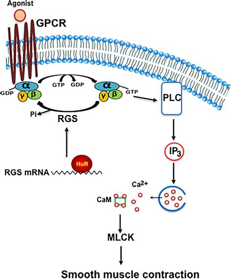 HuR Human Antigen R Regulates The Contraction Of Vascular Smooth