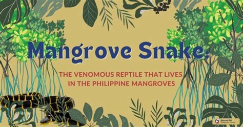 Mangrove Snake The Venomous Reptile That Lives In The Philippine