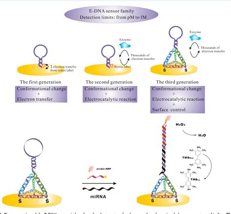 Figure 1 From Target Responsive DNA Nanostructure Based E DNA Sensor