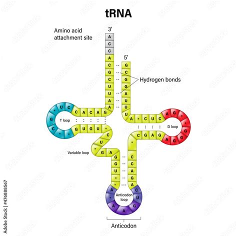 Structure Of TRNA Two Dimensional Structure Transfer RNA Is A Small