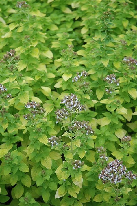 Golden Oregano Origanum Vulgare Aureum In Naperville Aurora Batavia