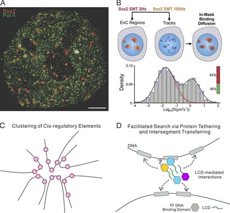 Tf Diffusion And Binding Dynamics A Colocalization Of Sox Enhancer