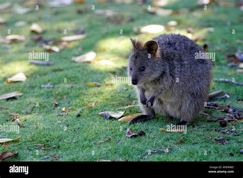 An Australian Quokka Stock Photo - Alamy