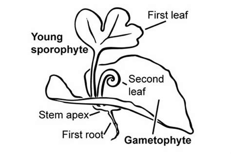 Fern Reproduction