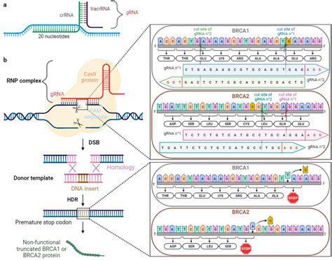 Crispr Cas Mediated Knock In Of Brca Mutations Restores Response To