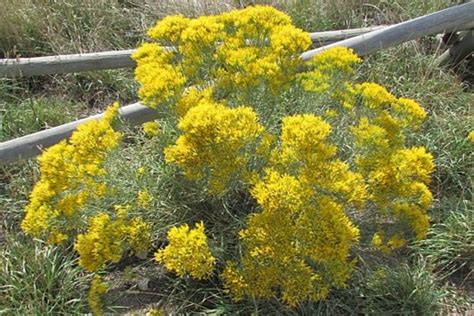 Rabbitbrush - Colorado Nature Design Landscaping Plant Gallery