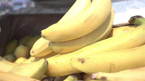 Overripe Bananas. the Pink Velvet Banana or Orito Banana in Colombia. Stock Video - Video of ...