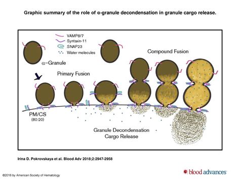 Snare Dependent Membrane Fusion Initiates α Granule Matrix Decondensation In Mouse Platelets By