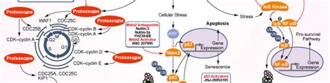 Proteasome Inhibition | Proteasome Inhibitor Review