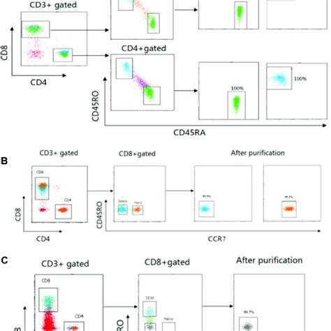 Analysis Of T Cell Repertoires In Sorted Cd4 1 And Cd8 1 T Cells A