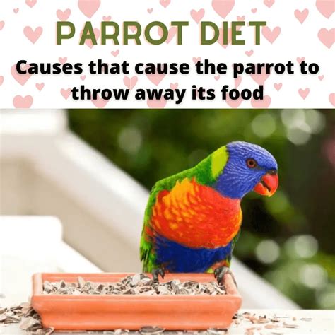 Parrot diet - Causes that cause the parrot to throw away its food