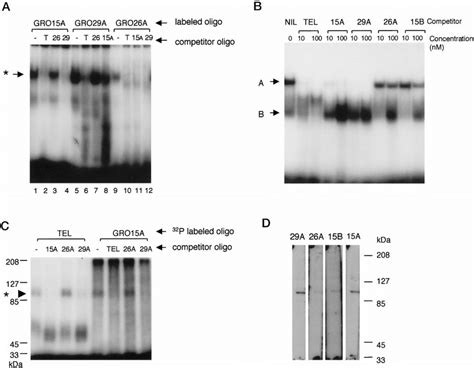 A Emsa Showing Binding Of 32 P Labeled G Rich Oligonucleotides To 5 G