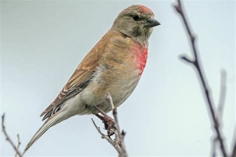 Vogel Mit Rotem Kopf Entdeckt Welcher Ist Es Gartenrat De