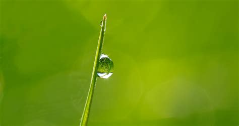 Kostenlose Foto Wasser Natur Gras Ast Fallen Tau Pflanze