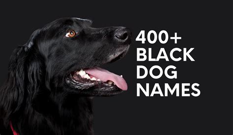 400+ Black Dog Names That Capture The Essence Of Your New Pup