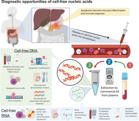 Frontiers Circulating Cell Free Nucleic Acids As Epigenetic 60 OFF