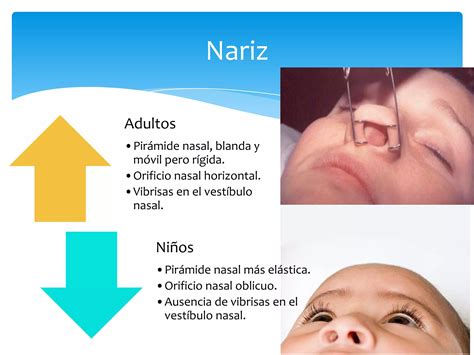 Diferencias Anat Micas Del Ni O Y Del Adulto Ppt