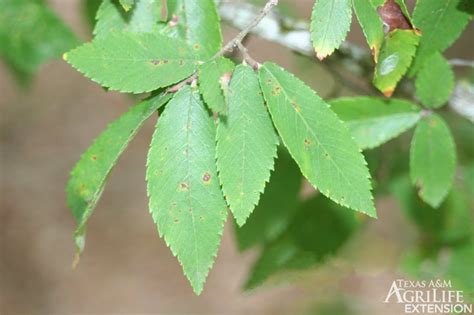 Plants of Texas Rangelands » Winged elm